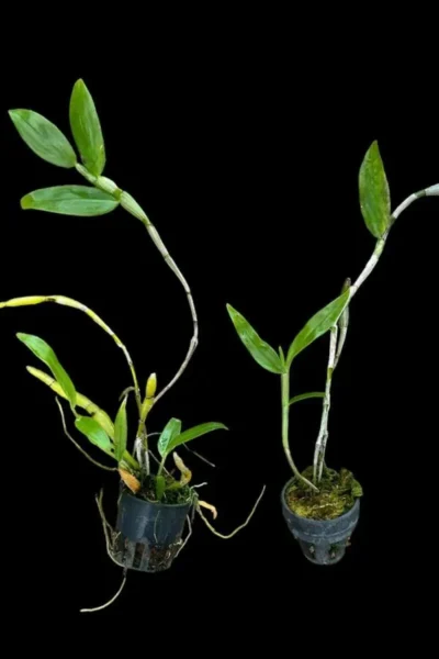 Dendrobium chrysocrepis siborchid.com