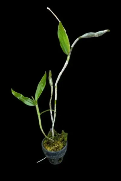 Dendrobium chrysocrepis siborchid.com