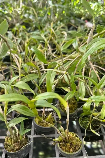 Dendrobium chrysocrepis for sale siborchid.com