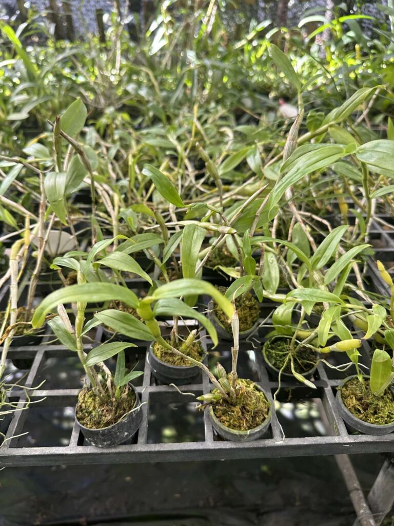 Dendrobium chrysocrepis for sale siborchid.com 