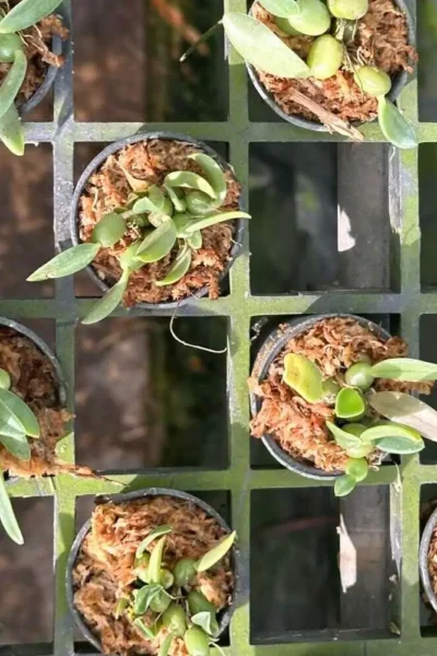 Bulbophyllum leion (Trias mollis) Yellow orchid