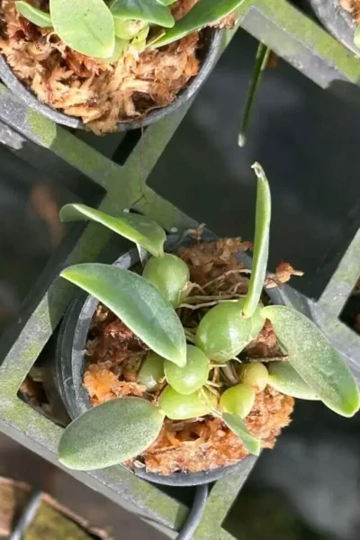 Bulbophyllum leion (Trias mollis)