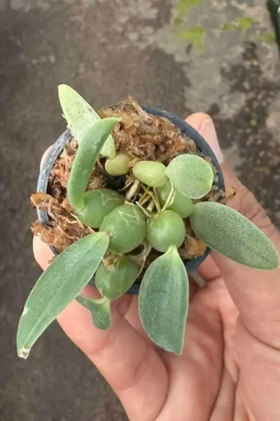 Bulbophyllum leion (Trias mollis)