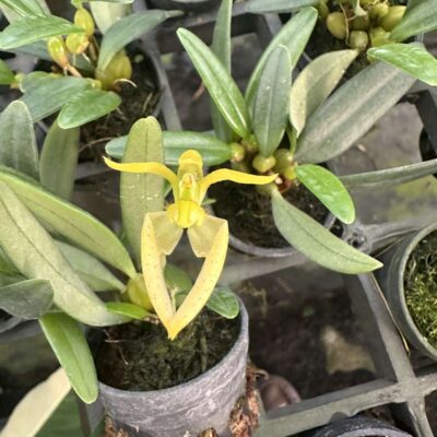 The Beauty of Bulbophyllum: A Guide to This Unusual Orchid Genus orchid plant for sale