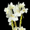 Dendrobium Nobile True Love – Buy Online | Sib Orchid dendrobium nobile truelove