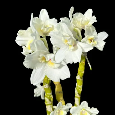 Dendrobium Nobile True Love