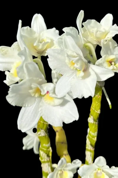 dendrobium nobile truelove
