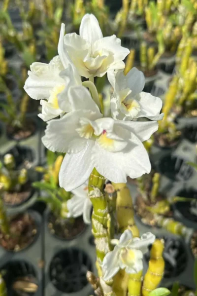dendrobium nobile truelove