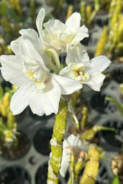 dendrobium nobile truelove