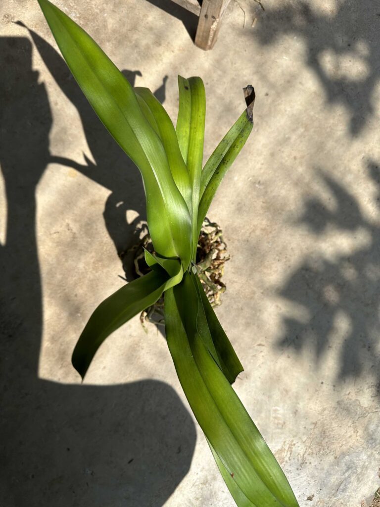 Image #2 from javada