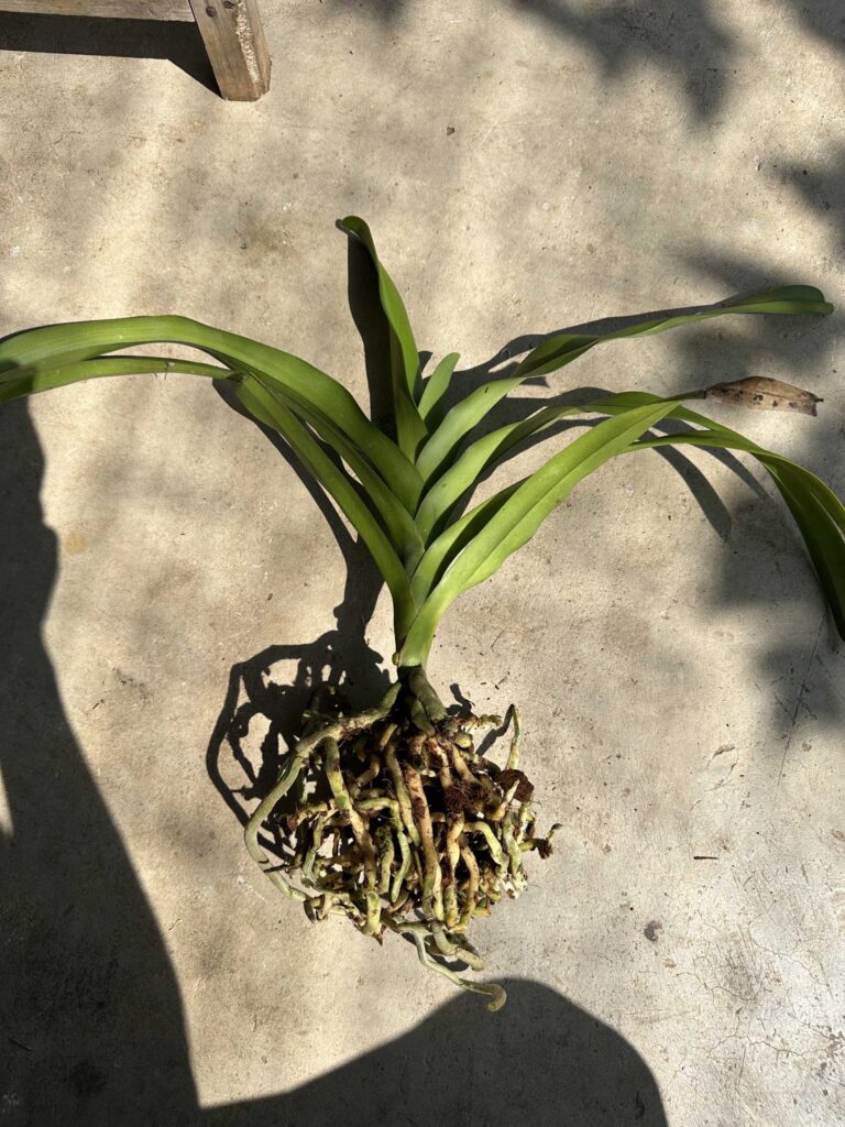 Image #1 from javada