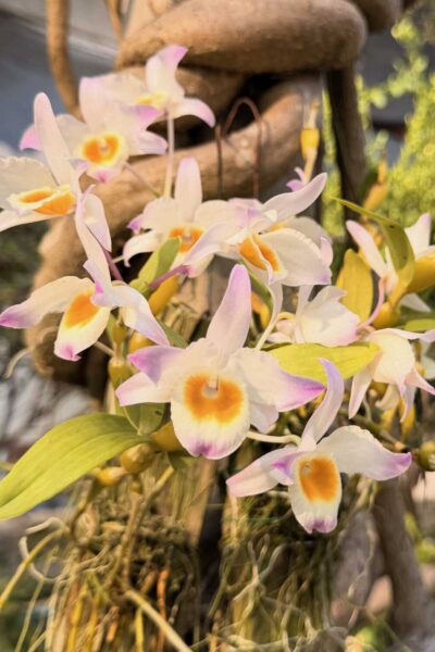 Dendrobium findlayanum