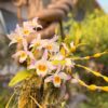 Dendrobium findlayanum