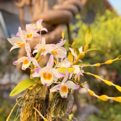 Dendrobium findlayanum (Normal form)