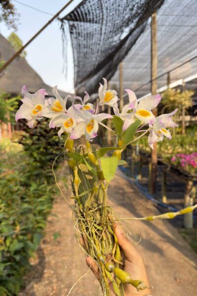 Dendrobium findlayanum