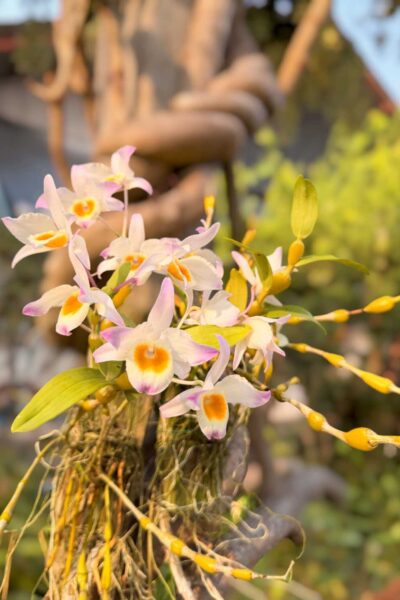 Dendrobium findlayanum