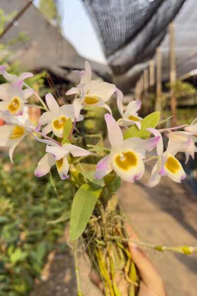 Dendrobium findlayanum