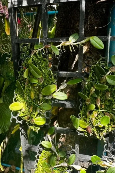 Bulbophyllum planibulbe