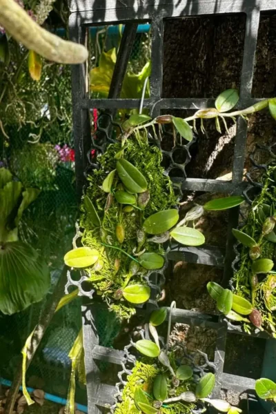 Bulbophyllum planibulbe