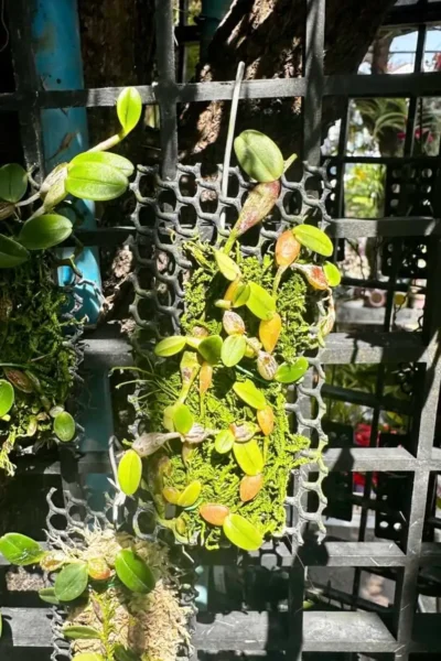 Bulbophyllum planibulbe