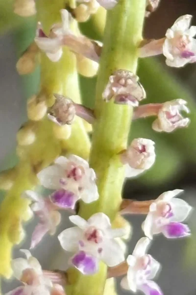 Smitinandia micrantha