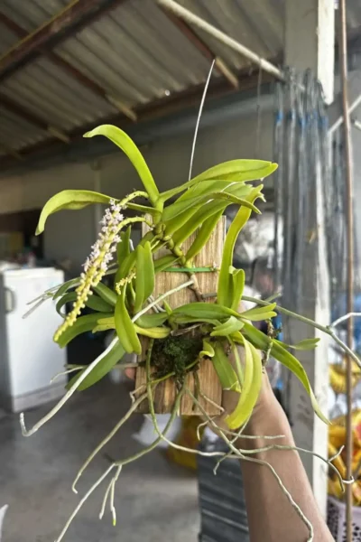 Smitinandia micrantha