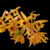 dendrobium chanthaboon sunrise Dendrobium lamyaiae × Dendrobium friedericksianum