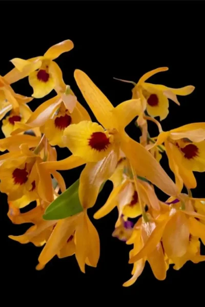 dendrobium chanthaboon sunrise Dendrobium lamyaiae × Dendrobium friedericksianum
