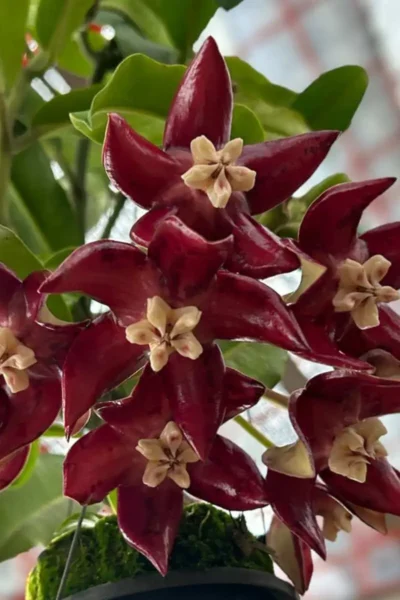 Hoya Imperialis