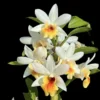 Dendrobium Christy Dawn