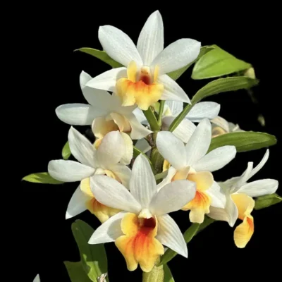Dendrobium Christy Dawn
