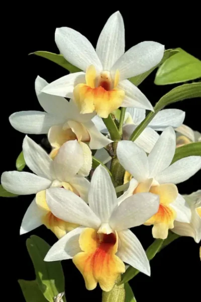 Dendrobium Christy Dawn