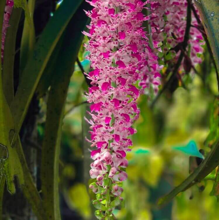 Orchid Bloom Spring orchid plant for sale