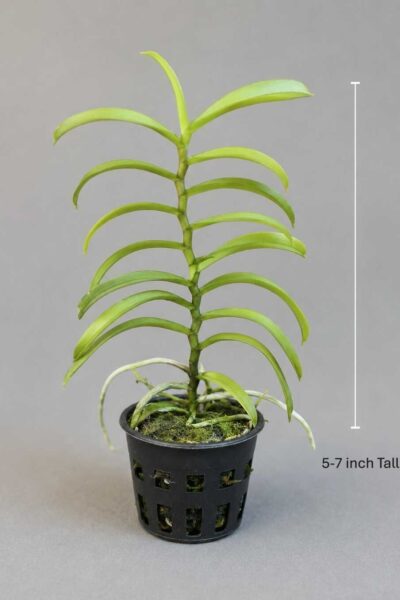 Smitinandia micrantha (1 Cutting, 5–7 Inch)
