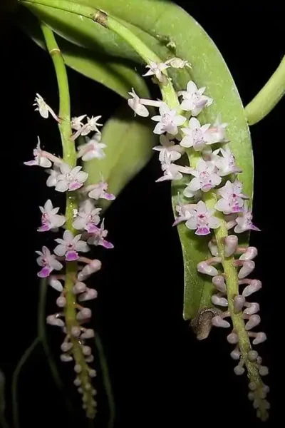 Smitinandia micrantha