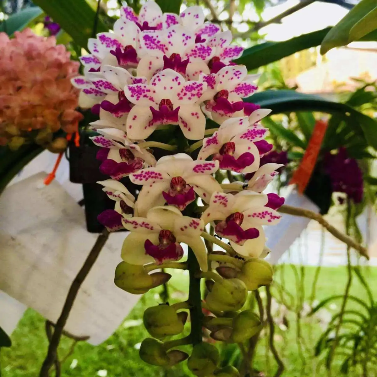 Rhynchostylis gigantea – Buy Online | Sib Orchid Rhynchostylis gigantea - Image 2
