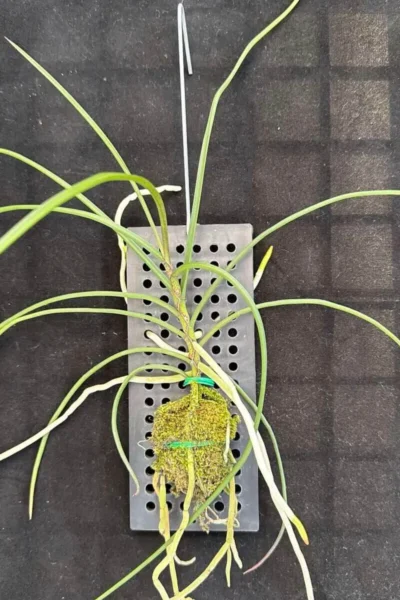 Holcoglossum Kimballianum