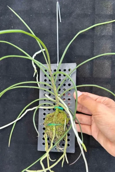 Holcoglossum kimballianum