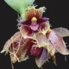 Bulbophyllum dayanum for sale