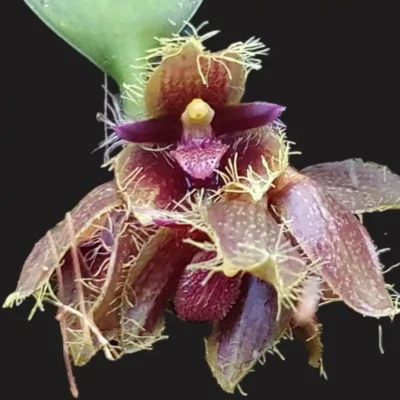 Bulbophyllum dayanum (Small Size)