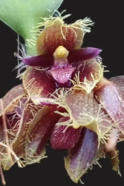 Bulbophyllum dayanum for sale