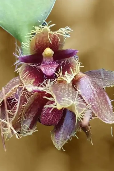 Bulbophyllum dayanum for sale