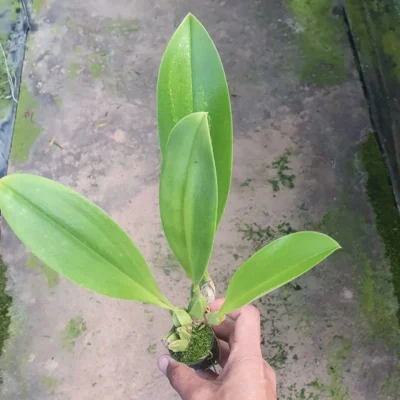 Bulbophyllum graveolens