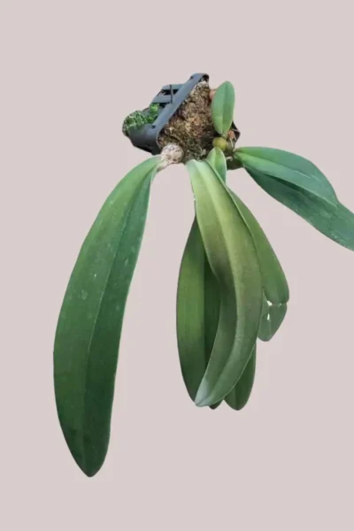 Bulbophyllum phalaenopsis for sale