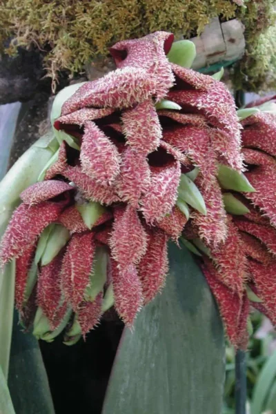 Bulbophyllum phalaenopsis for sale