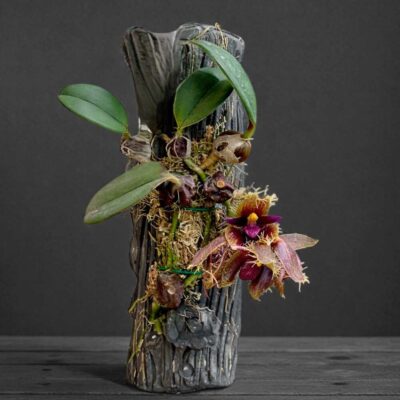 Bulbophyllum dayanum (Blooming Size)