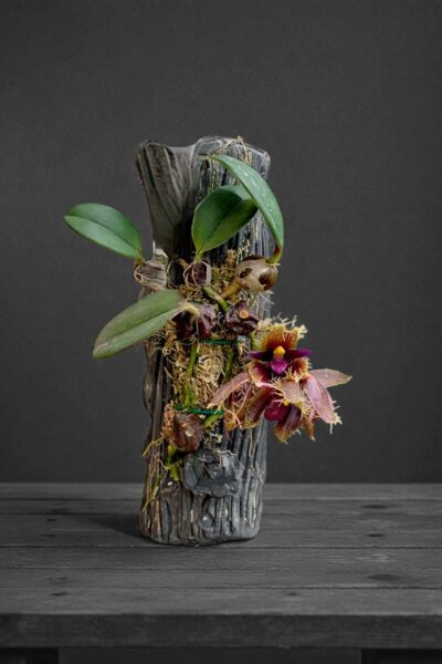 Bulbophyllum dayanum (Blooming Size)