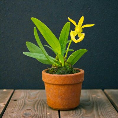 Bulbophyllum lasiochilum alba