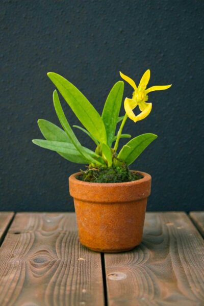 Bulbophyllum lasiochilum alba