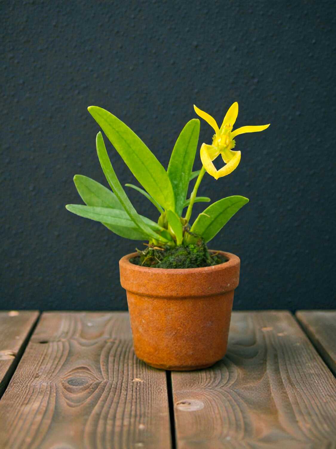 Bulbophyllum lasiochilum alba – Buy Online | Sib Orchid Bulbophyllum lasiochilum alba